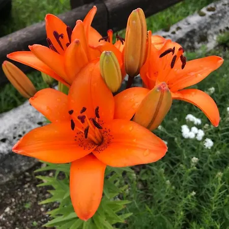 ホテル Garden